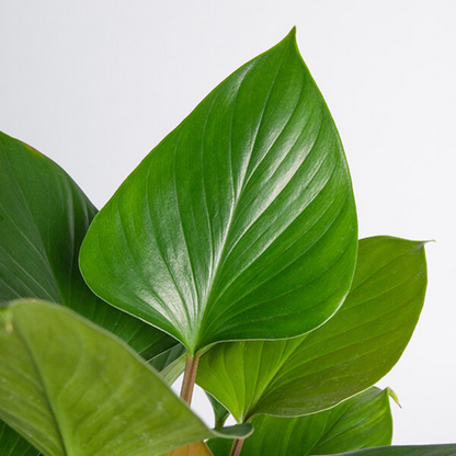 homalomena